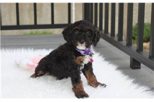 Luna - Poodle, Miniature for sale