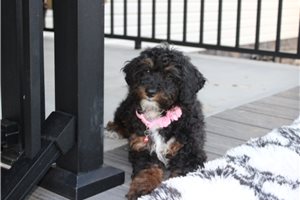 Luna - Poodle, Miniature for sale