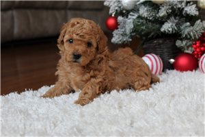 Danny - Poodle, Miniature for sale