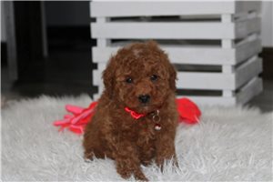 Nash - Poodle, Miniature for sale