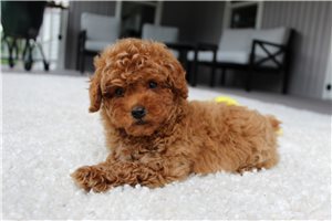 Vince - puppy for sale