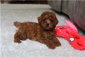 Vicar - puppy for sale