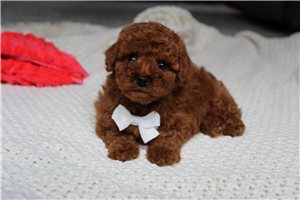 Vicar - Poodle, Miniature for sale