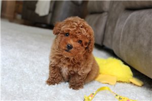Vince - Miniature Poodle for sale