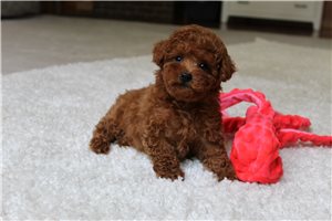 Vicar - Miniature Poodle for sale