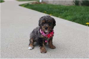 Lane - puppy for sale