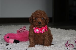 Iggy - puppy for sale