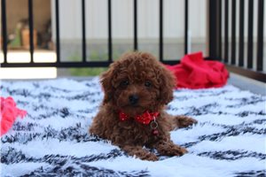 Zander - Poodle, Miniature for sale