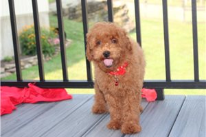 Nico - Poodle, Miniature for sale