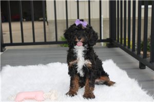 Luna - Miniature Poodle for sale