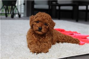 Viggo - Poodle, Miniature for sale