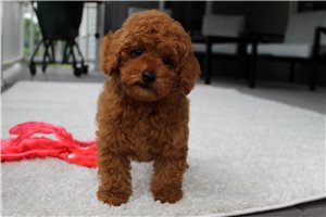 Viggo - Poodle, Miniature for sale