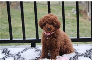 Ester - puppy for sale