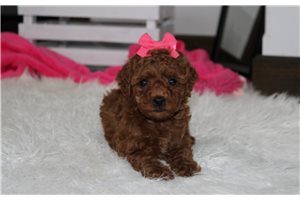 Sutton - Poodle, Miniature for sale