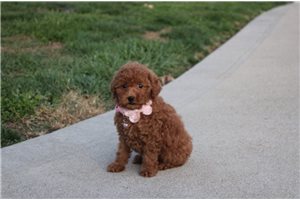 Elaine - puppy for sale