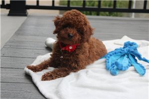 Zander - Poodle, Miniature for sale