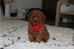 Irwin - puppy for sale