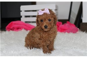 Soroya - puppy for sale