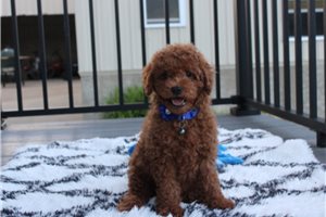 Nico - Poodle, Miniature for sale