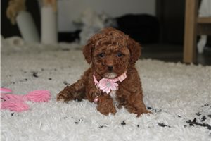 Inari - puppy for sale