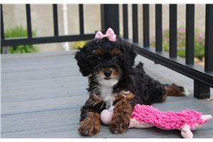 Lucy - Poodle, Miniature for sale