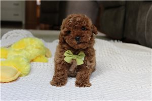 Vince - Poodle, Miniature for sale