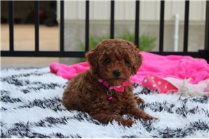 Sutton - Poodle, Miniature for sale