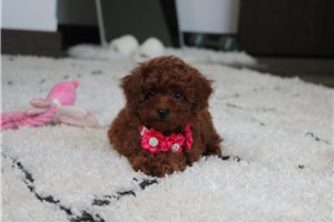 Zuri - Poodle, Miniature for sale