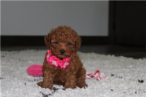 Iggy - Miniature Poodle for sale