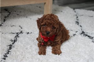 Zander - Poodle, Miniature for sale