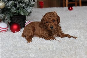 Dante - puppy for sale
