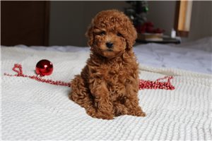 Darris - puppy for sale
