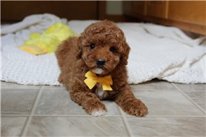 Vincent - Poodle, Miniature for sale