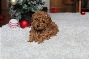 Danica - puppy for sale