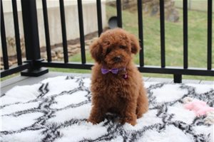 Etta - puppy for sale