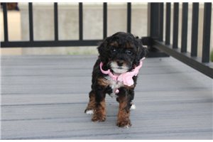 Lucy - Poodle, Miniature for sale