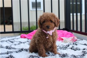 Soroya - Poodle, Miniature for sale