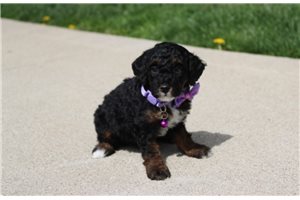 Luna - Poodle, Miniature for sale
