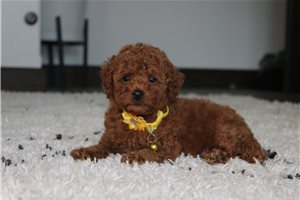 Itty - puppy for sale