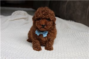 Victor - Poodle, Miniature for sale