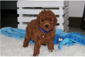 Nico - Poodle, Miniature for sale