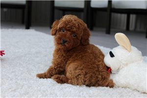 Hermes - Toy Poodle for sale