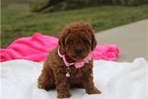 Irene - Poodle, Toy for sale