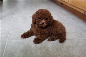 Olivia - Poodle, Toy for sale