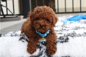 Felix - Poodle, Toy for sale