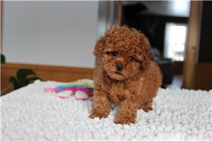 Camden - Poodle, Toy for sale