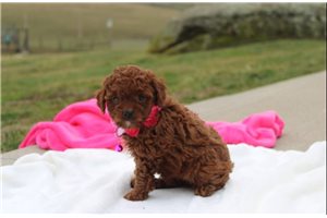 Ivanna - Poodle, Toy for sale