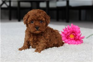 Heidi - puppy for sale