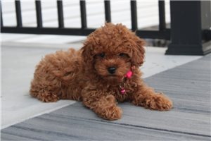 Irene - Poodle, Toy for sale