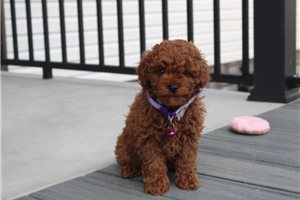 Ivory - Poodle, Toy for sale